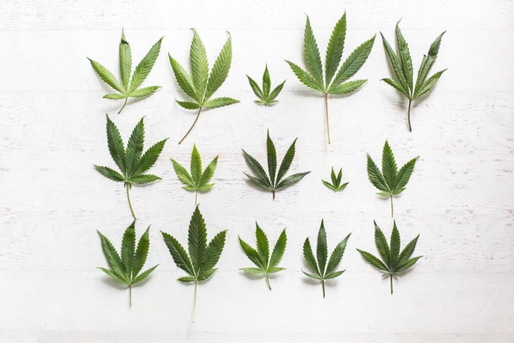 cannabis leaf types