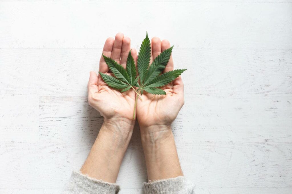 cannabis leaf in hand